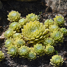 Plant Photo 7