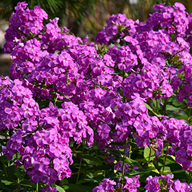 Plant Photo 4