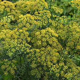 Plant Photo 10