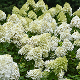 Plant Photo 3