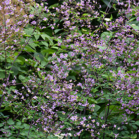 Plant Photo 1