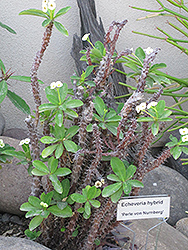 White Crown Of Thorns  Houseplants by Studley's